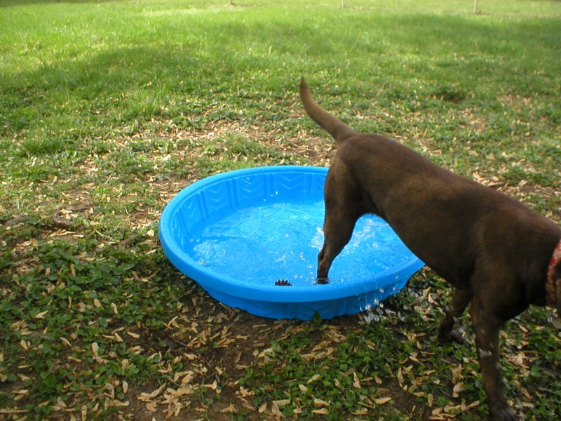 Katie leaving the pool.JPG